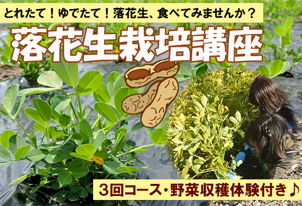 2025年「落花生栽培講座」のお知らせ