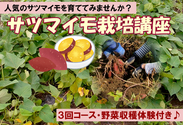 2026年「サツマイモ栽培講座」のお知らせ